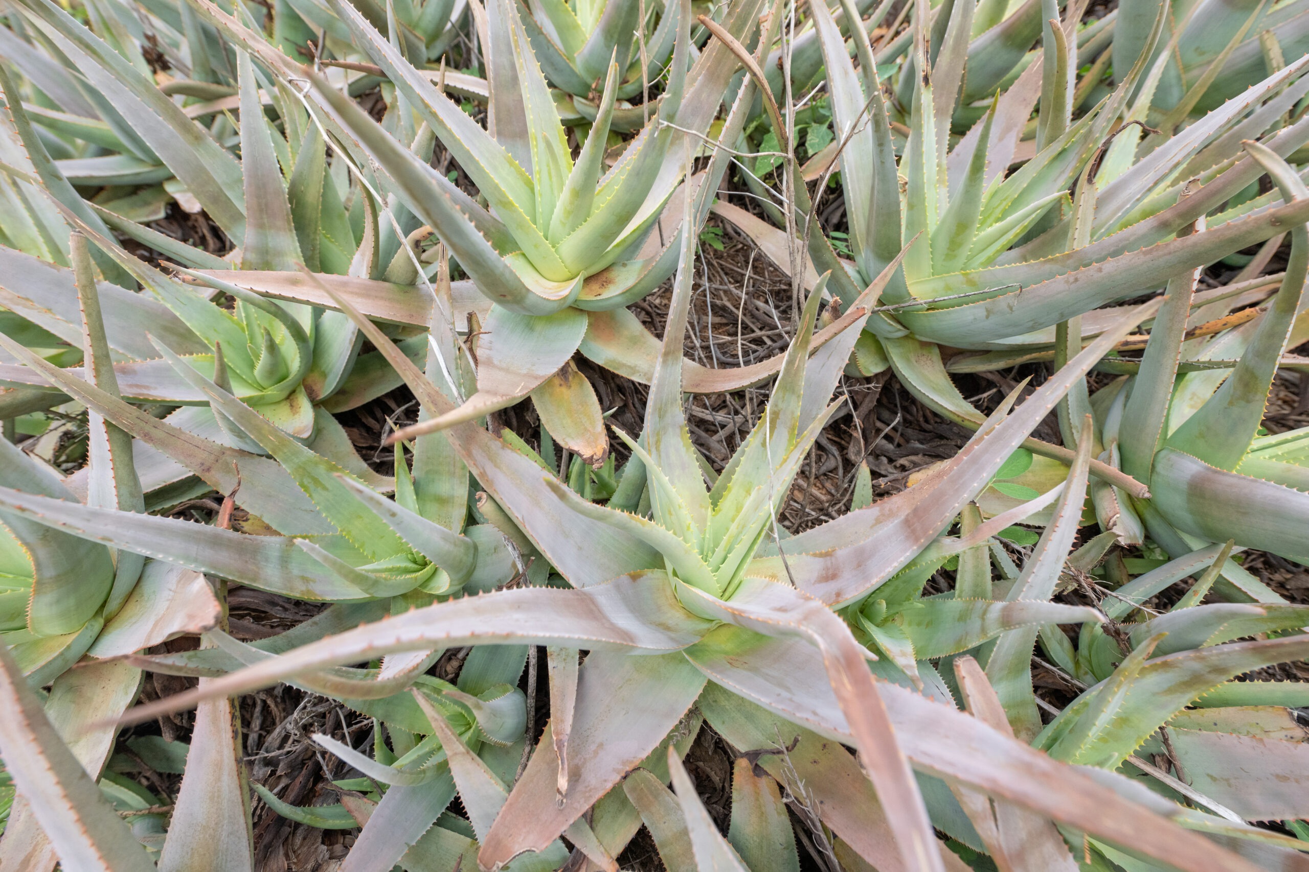 ALOE PERRYI