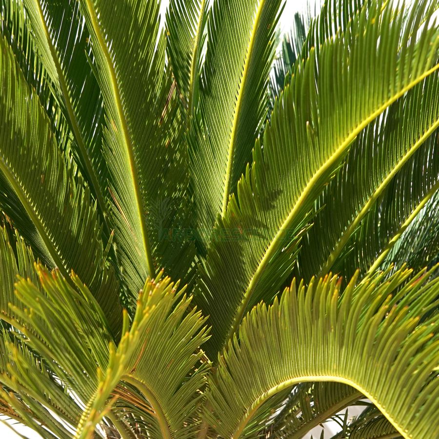 ar-cycas-revoluta