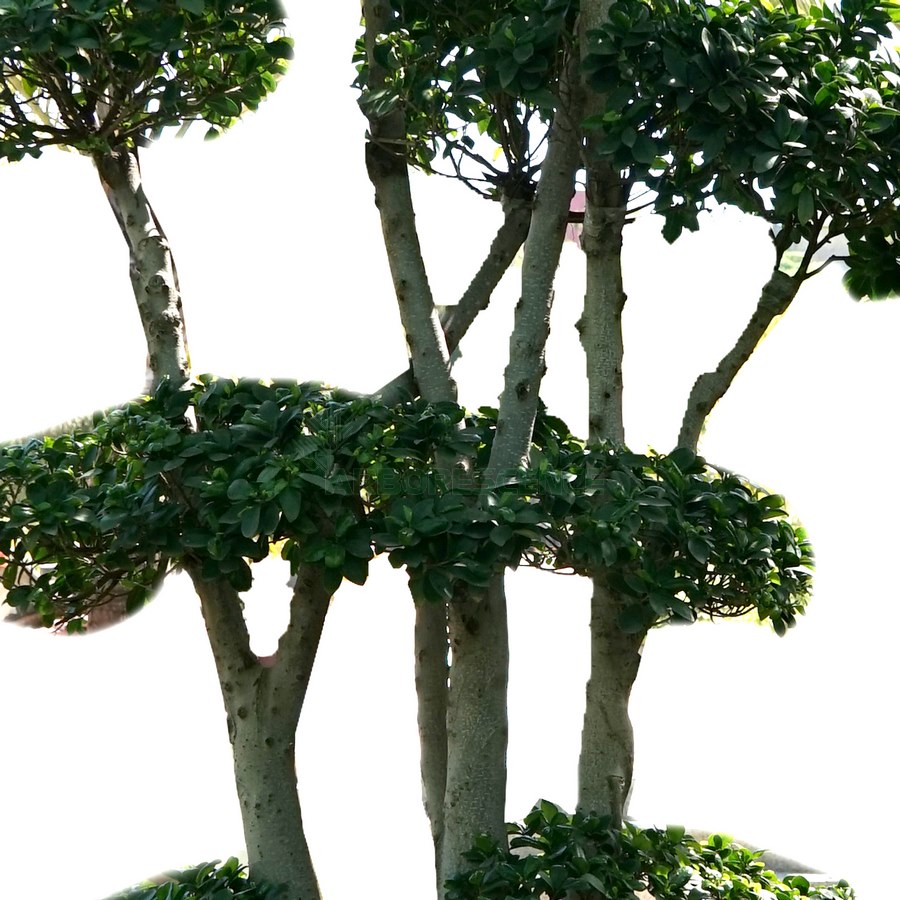 ficus-microcarpa-multiroots-n4154