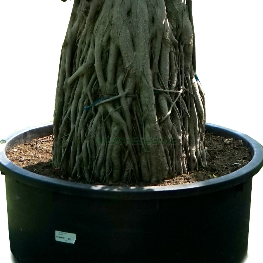 ficus-microcarpa-multiroots-n4154