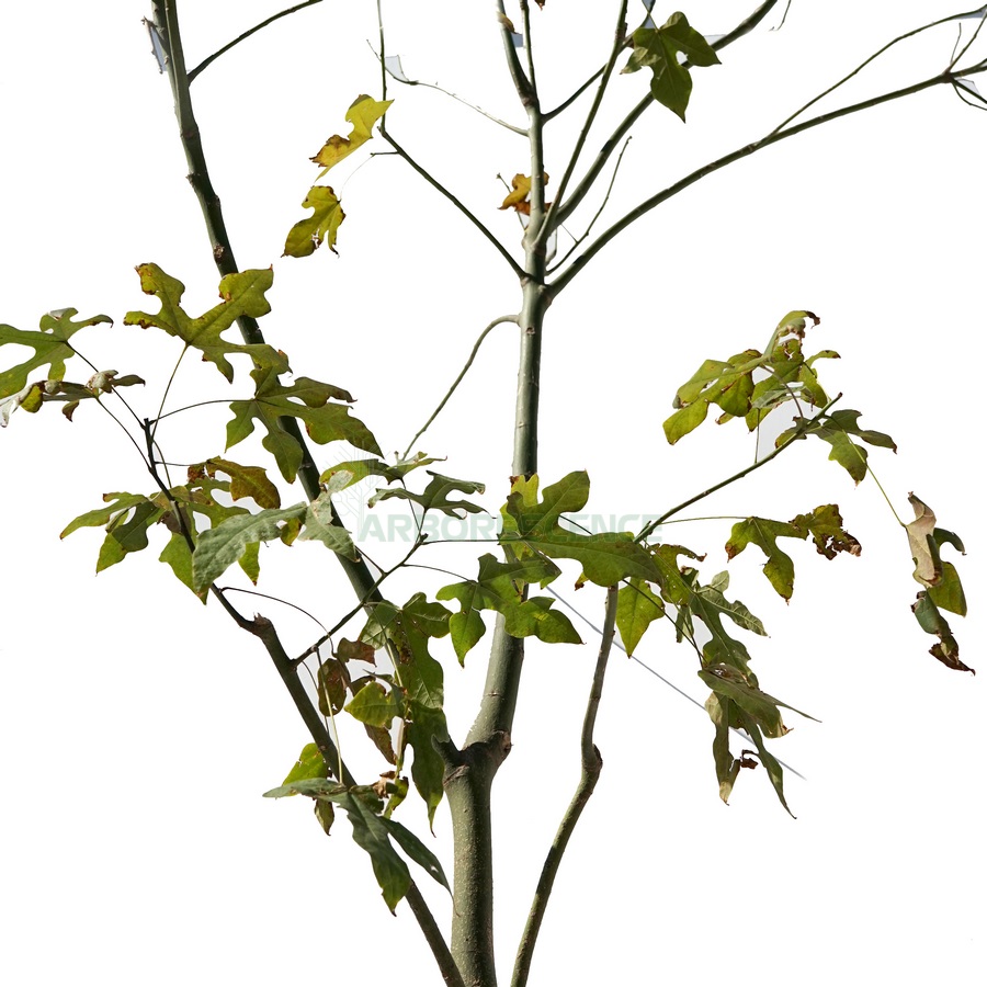 brachychiton-discolor-lacebark