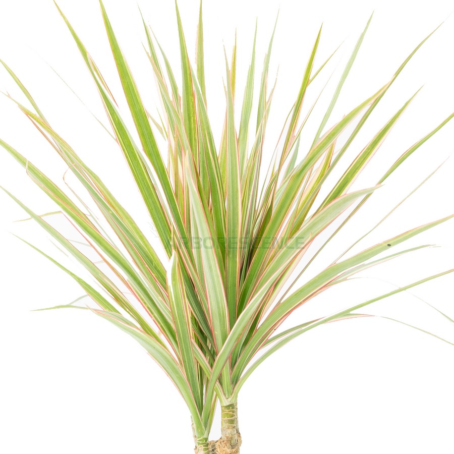 dracaena-marginata