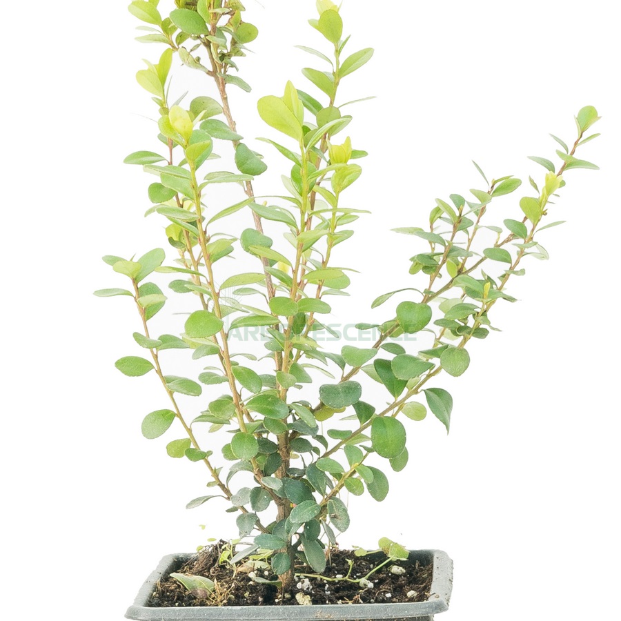 myrsine-africana