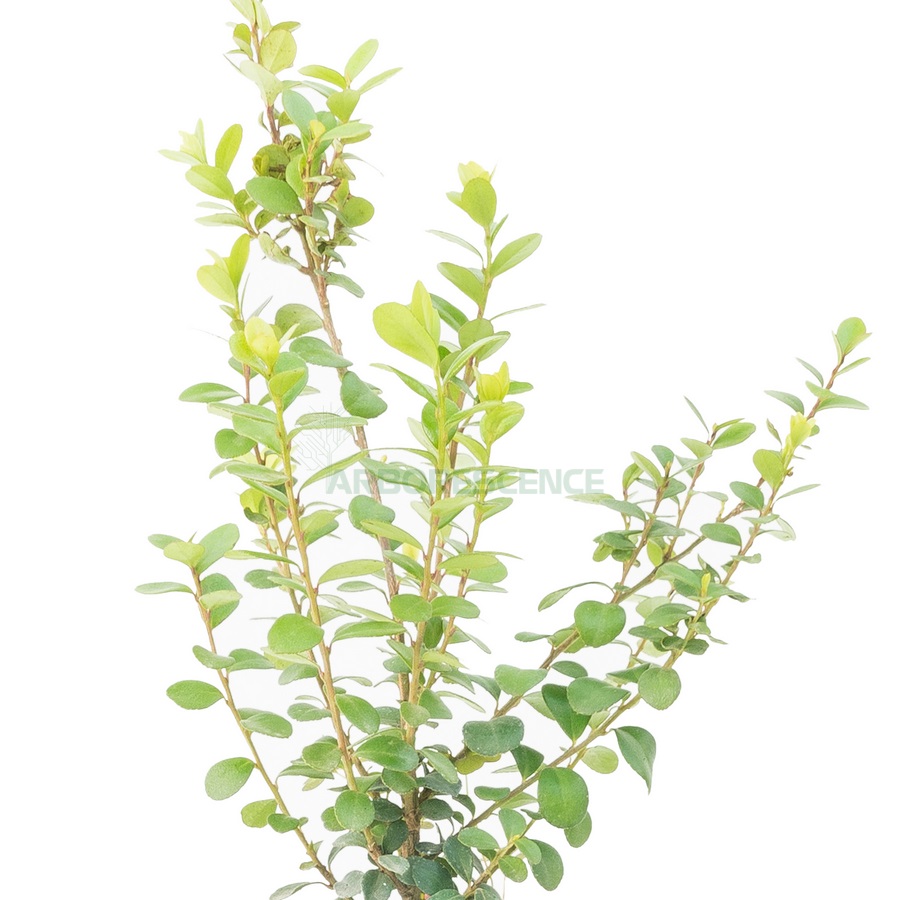 myrsine-africana