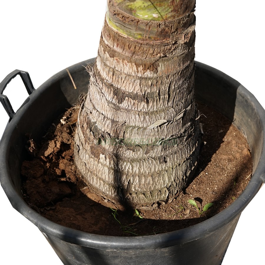 dypsis-decaryi-palmier-triangle-palmier-triedre