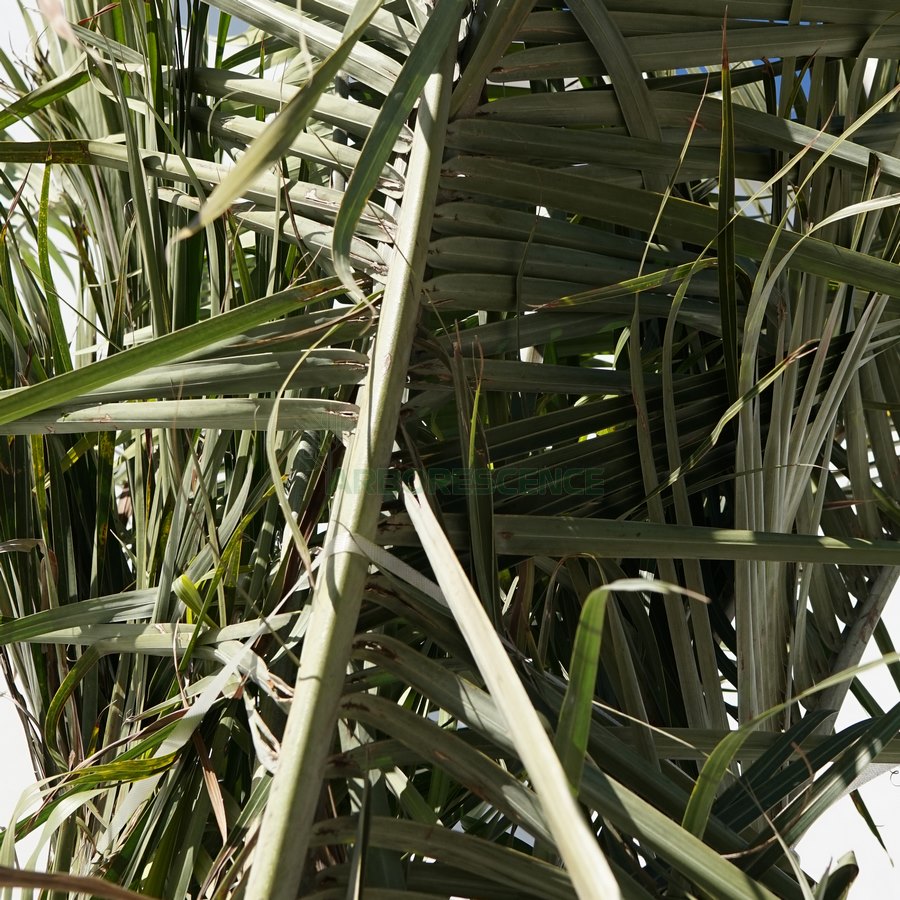 dypsis-decaryi-palmier-triangle-palmier-triedre