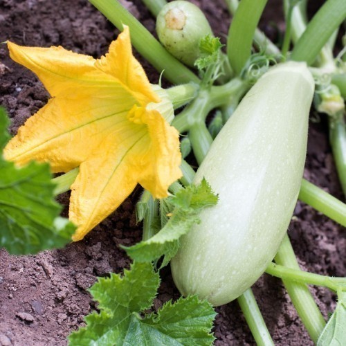 COURGETTE