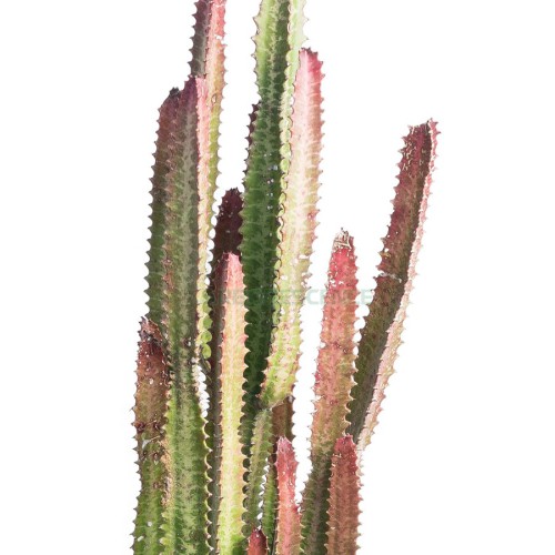 EUPHORBIA TRIGONA RUBRA