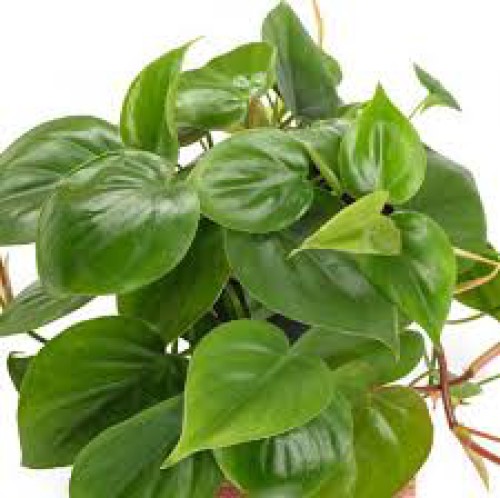 PHILODENDRON SCANDENS