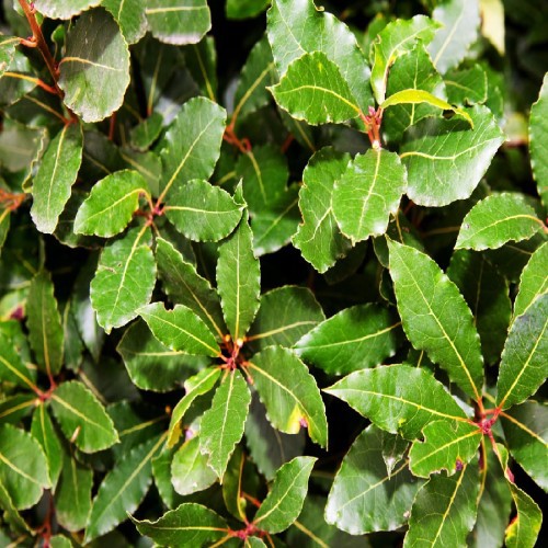 laurus-nobilis-laurier-sauce