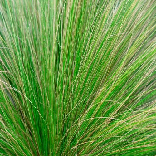 STIPA TENUIFOLIA (CHEVEUX D ANGE)