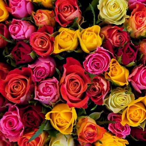 ROSIER