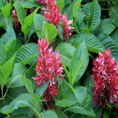 Variant 3