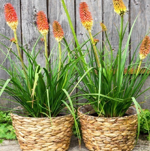 KNIPHOFIA UVARIA