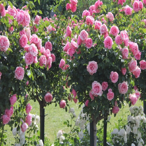 ROSIER TIGE
