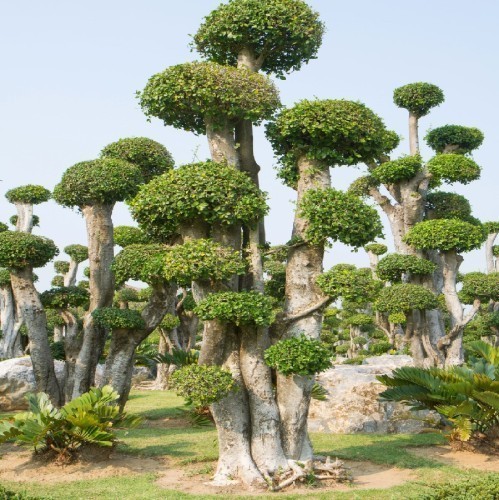 FICUS MICROCARPA S-TYPE