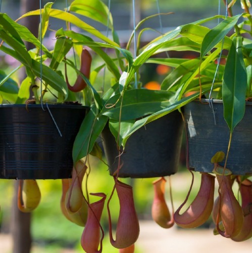 nepenthes-alata-plante-carnivore