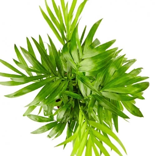 chamaedorea-elegans