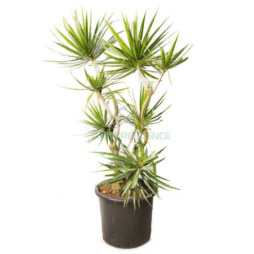 dracaena-marginata-ramifie