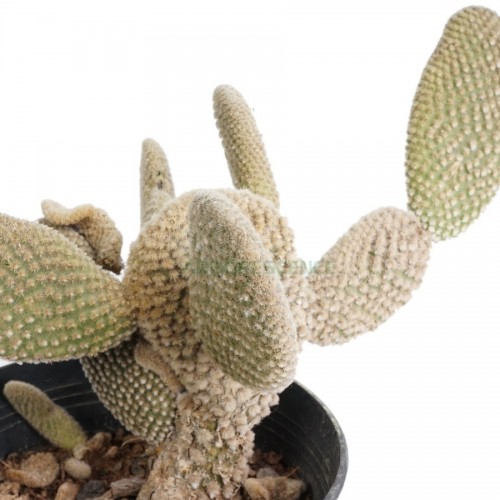 opuntia-microdasys-albata