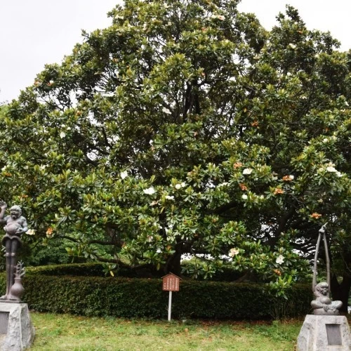 magnolia-grandiflora