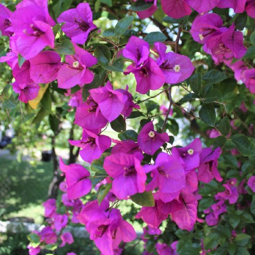BOUGAINVILLEA GLABRA SANDERIANA (VIOLET)