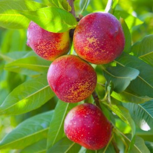 Variant 2