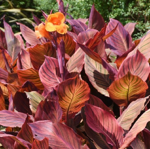 canna-mixt