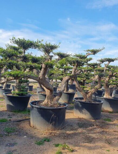 olea-europaea-100ans-topiaire-olivier
