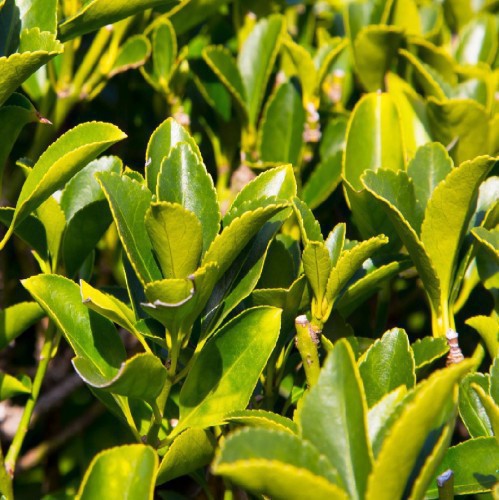 euonymus-japonicus-fusain-vert