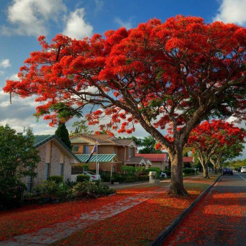 delonix-regia-flamboyant