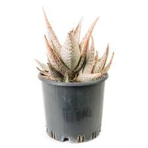 aloe-lateritia