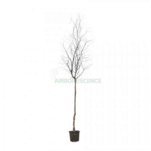 tamarix-parviflora-tamarix-a-petites-fleurs