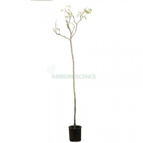 caesalpinia-mexicana-retenue-mexicaine