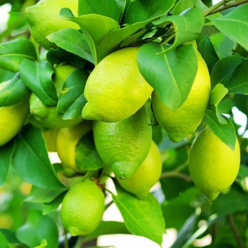Citronnier 4 Saisons En Godet - Bouture Citrus Limon, Fruits Toute L'Année, Rustique Jusqu'à -6°C