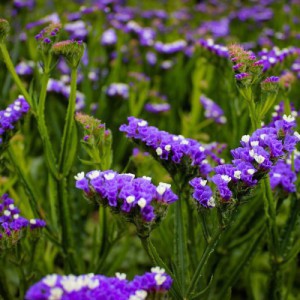 LIMONIUM (STATICE)