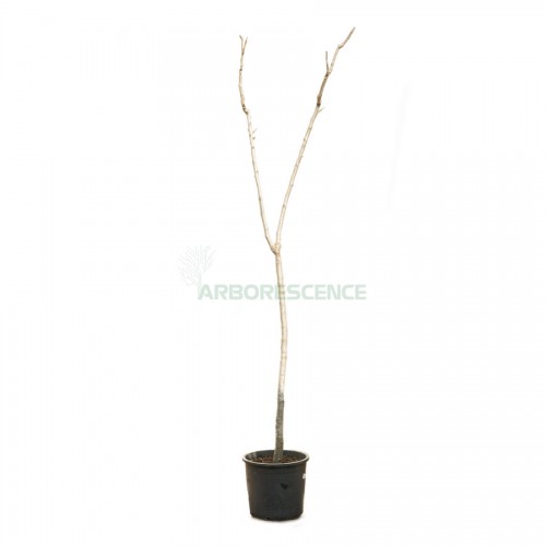 koelreuteria-paniculata-savonnier