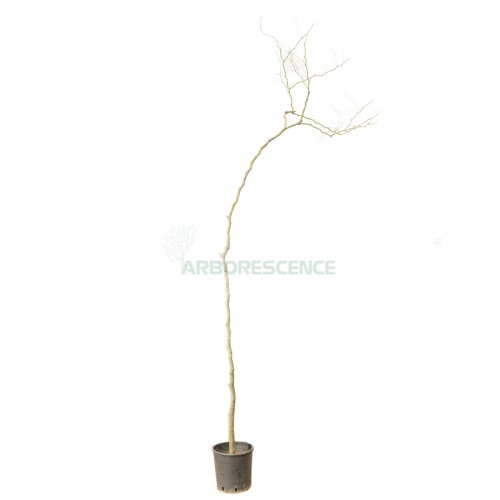 parkinsonia-aculeata-epine-de-jerusalem