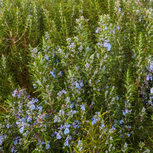 rosmarinus-officinalis-romarin