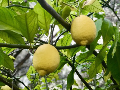 Citronnier citrus lemon