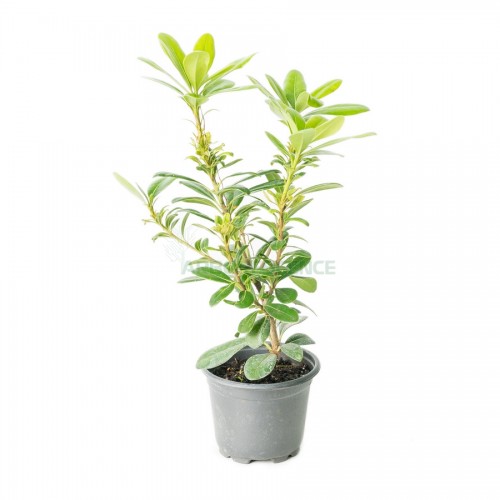 pittosporum-tobira-nana