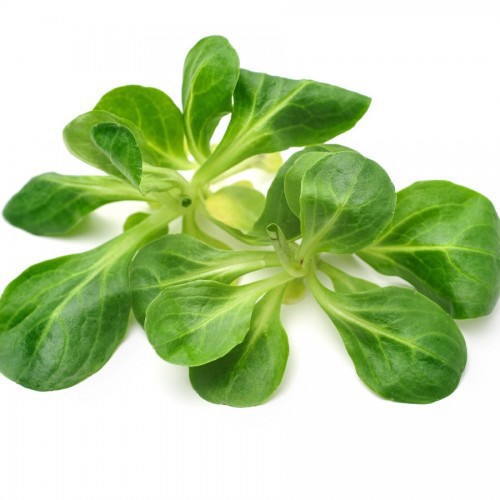 MÉCHE