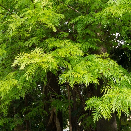 grevillea-robusta-chene-soyeux-d-australie