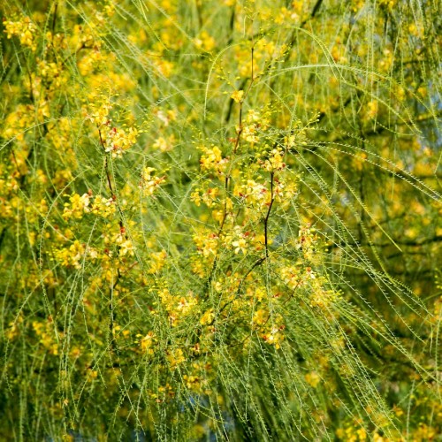 parkinsonia-aculeata-epine-de-jerusalem