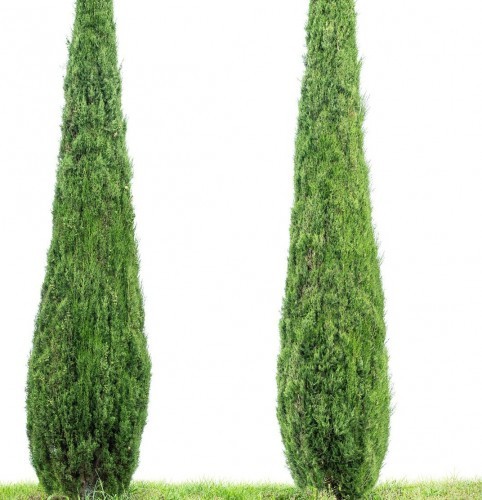 cupressus-sempervirens-stricta-cypres-de-florence