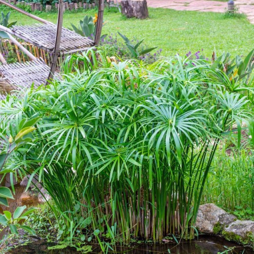 CYPERUS ALTERNIFOLIUS