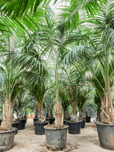 howea-forsteriana-kentia