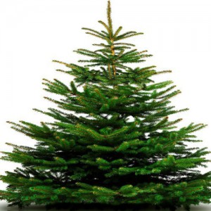 Variant 9