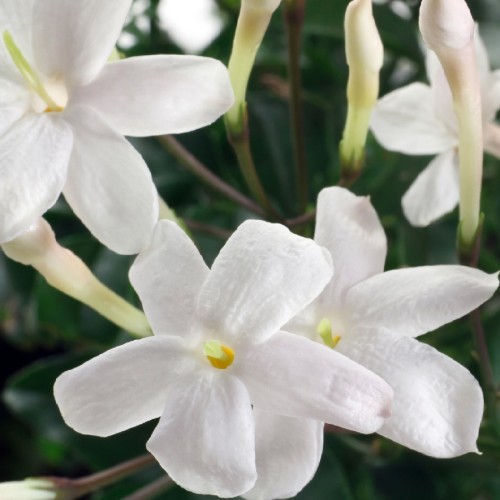 JASMINUM OFFICINALE (JASMIN BLANC)
