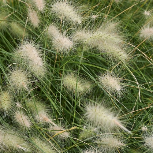 CORTADERIA SELLOANA (HERBE DE LA PAMPA) - Arborescence